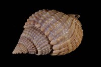 藏品(球織紋螺)的圖片